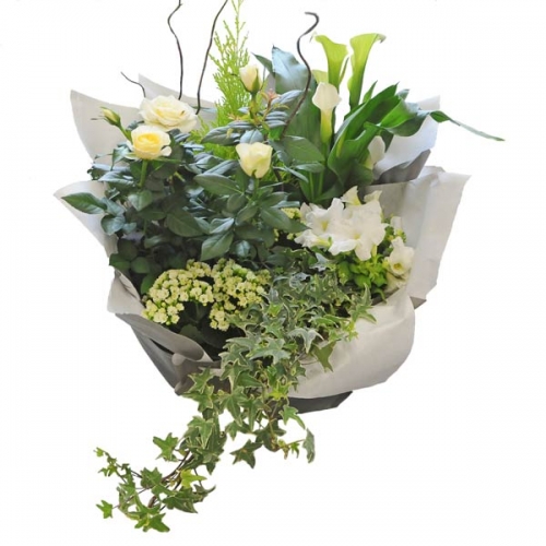 Coupe de Plantes