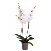 Orchidée Blanche avec Cache Pot