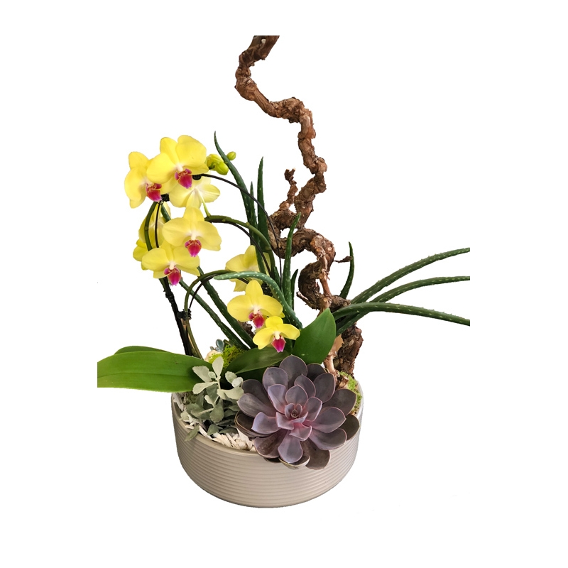 Crassulacée & Orchidée