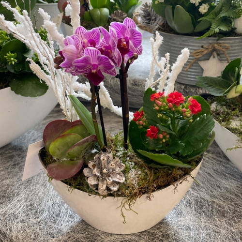 Coupe Orchidée Mini