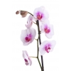 Orchidée Blanche & Fuschia avec Cache Pot